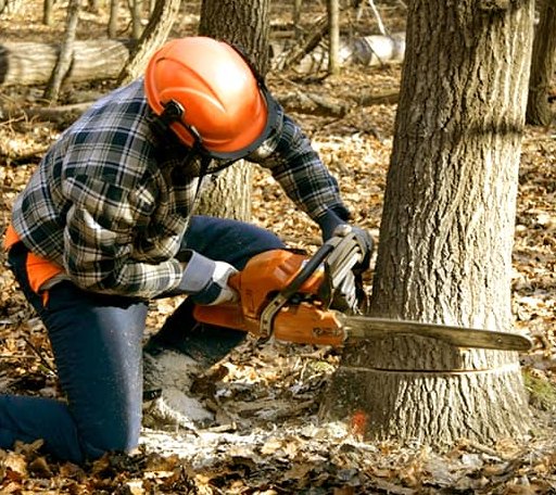 Tree Removal in Wilburn, AR